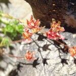 Saxifraga moschata Blodyn