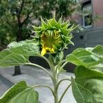 Helianthus giganteus花