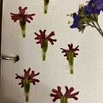 Silene muscipula Fula