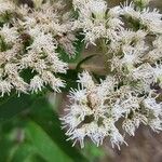 Eupatorium perfoliatum Blüte