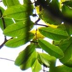 Diospyros wallichii Leaf
