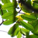 Diospyros wallichii Folha