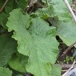 Arctium nemorosum 葉