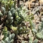 Achillea nana Fuelha