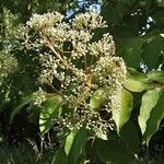 Tetradium daniellii Fleur