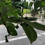 Solanum paniculatum Frucht