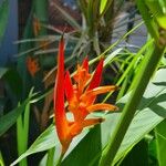 Heliconia psittacorum 花