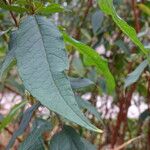 Buddleja lindleyana Foglia