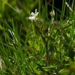 Stellaria crassifolia Hábito