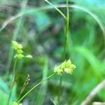 Carex alba Frucht