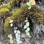 Sphyrospermum buxifolium Yaprak