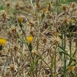 Centaurea solstitialis Habitus