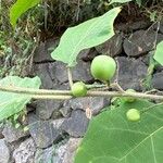 Solanum torvum ഫലം