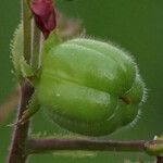 Jatropha gossypiifolia Meyve