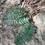 Polystichum acrostichoides ഇല