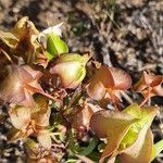 Trichodesma marsabiticum Fruit