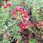 Crassula sarcocaulis Flower