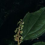 Miconia diaphanea Yaprak