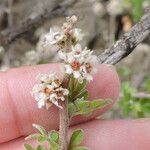 Rhus microphylla Кветка