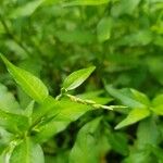 Persicaria hydropiper Hoja