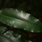 Mouriri crassifolia Leaf