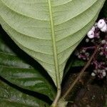 Psychotria microbotrys Hoja