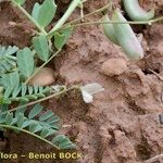 Astragalus cymbicarpos Habitus
