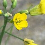 Brassica napus Λουλούδι