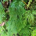 Selaginella flabellata Hoja