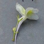 Linaria maroccana Flower