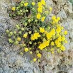 Potentilla crantzii Habit