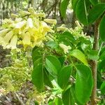 Pandorea pandorana പുഷ്പം