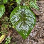 Caladium andreanum Leaf