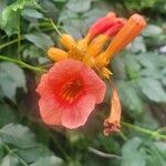 Campsis radicans花