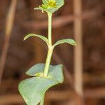 Euphorbia terracina Blomst