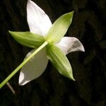 Trillium flexipes Blomma
