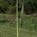 Paspalum dilatatum Leaf