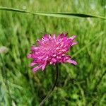 Knautia drymeia ফুল