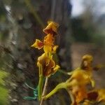 Oncidium baueri Çiçek
