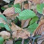 Carpinus orientalis Blad