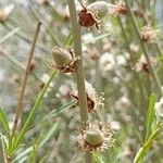 Prunus scoparia Fruto