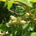 Vitex megapotamica Fiore