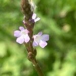 Verbena officinalis Fula