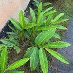 Alpinia purpurata Leaf
