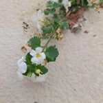 Sutera cordata Fula