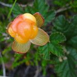 Rubus chamaemorus Fruit