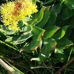 Rhodiola rosea Hoja