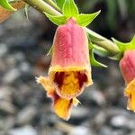 Digitalis obscura Flower