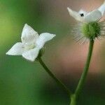 Galium rotundifolium 花
