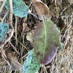 Hieracium glaucinum Leaf